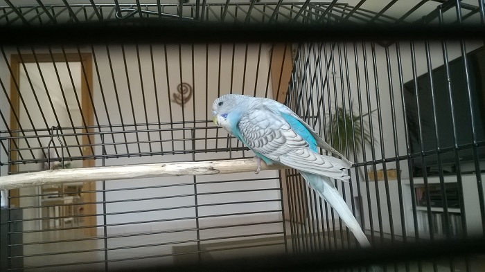 nuovo coco